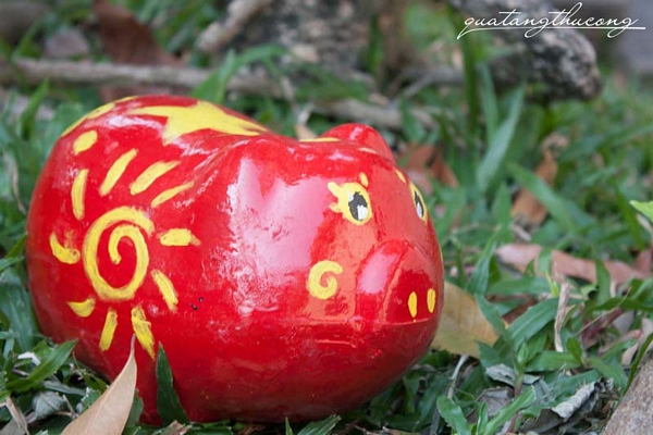 Heo tiết kiệm mặt trời đỏ rực