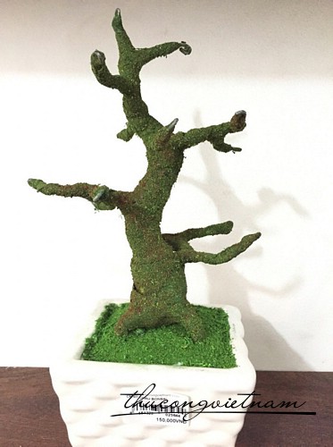 Chậu Bonsai CM-07