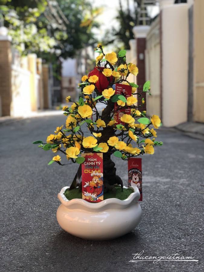 Cây mai bonsai