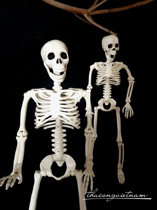 Bộ xương trang trí Halloween 90cm